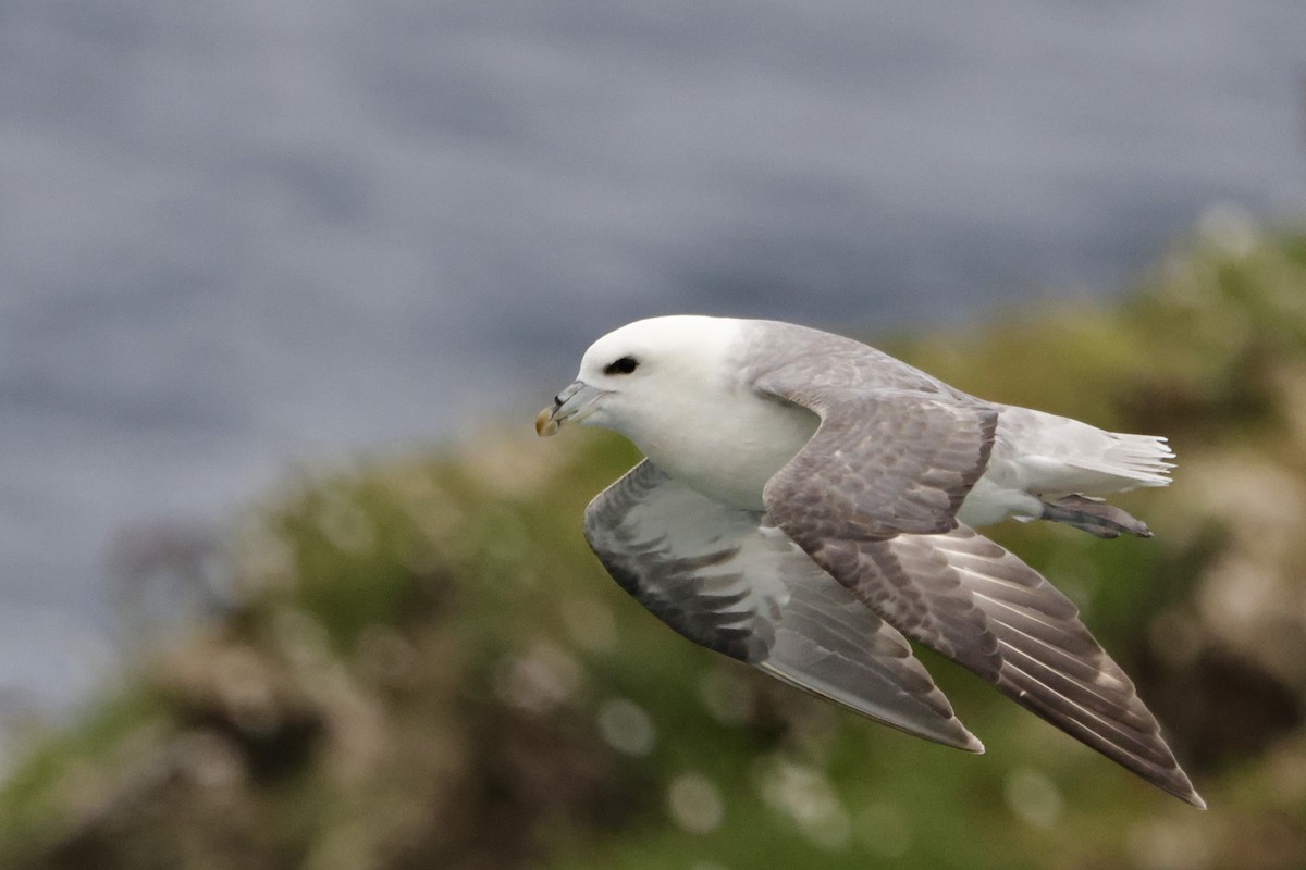 Northern Fulmar - ML635689390