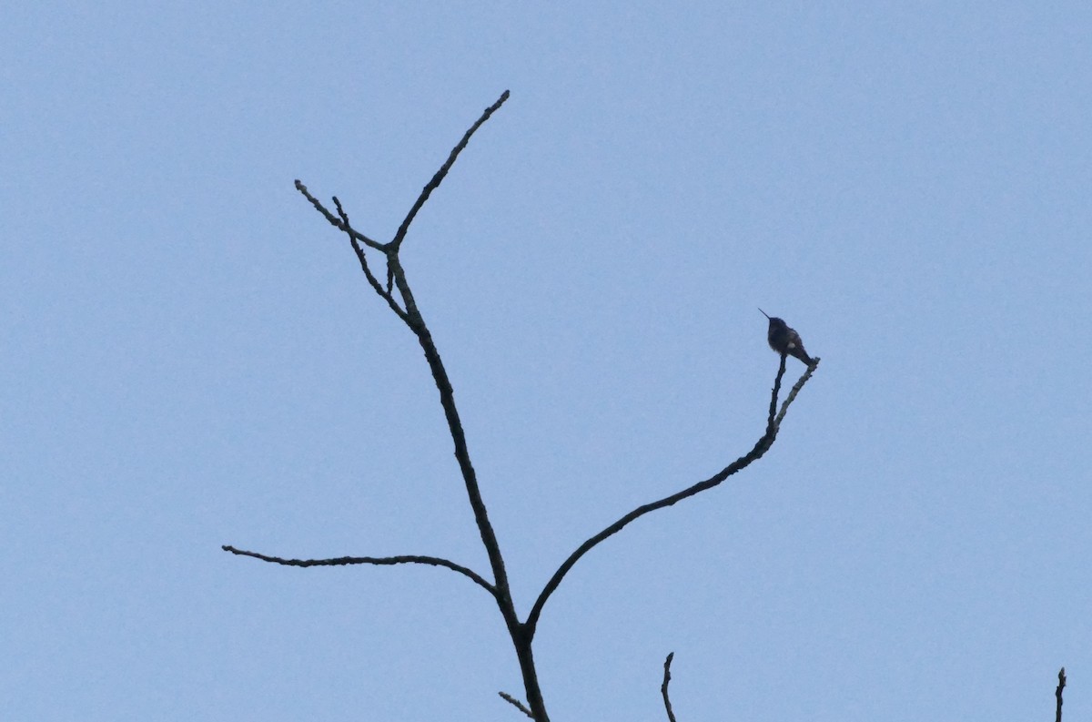 Yakut Boğazlı Kolibri - ML635689423