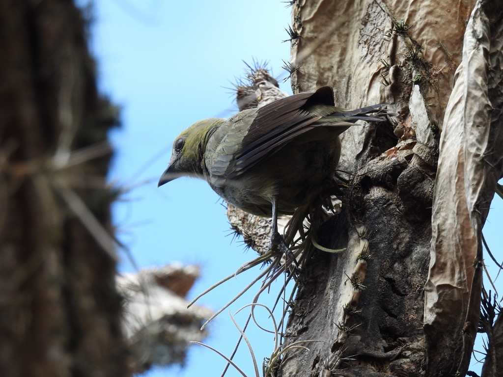 Plain-colored Tanager - ML635689528