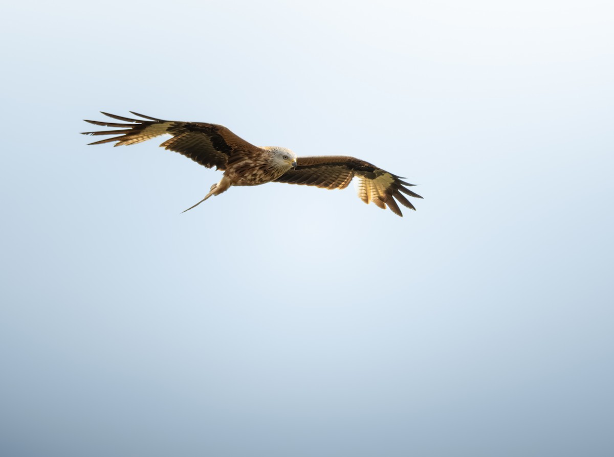 Red Kite - ML635689552
