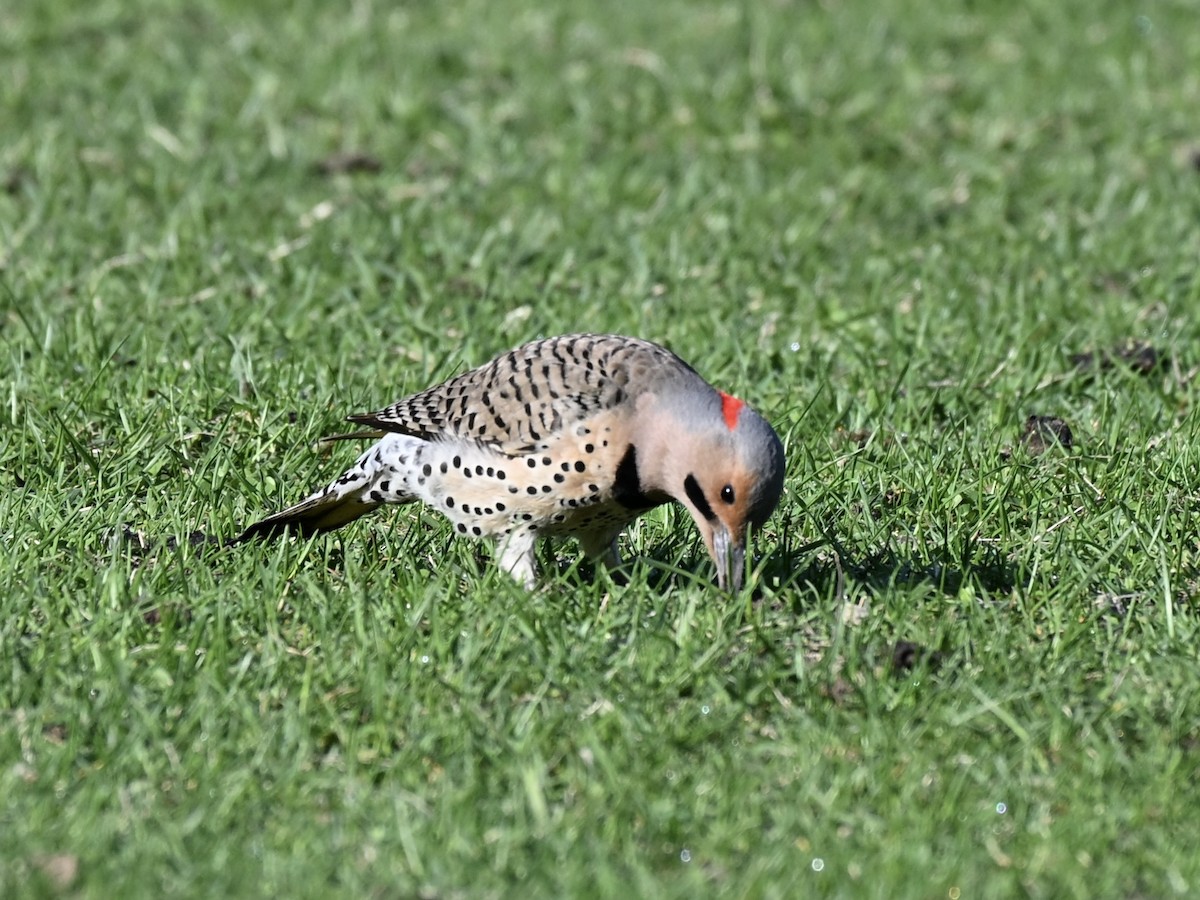 Northern Flicker - ML635689568