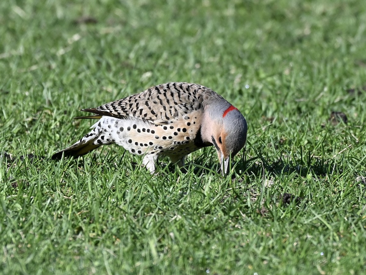Northern Flicker - ML635689569