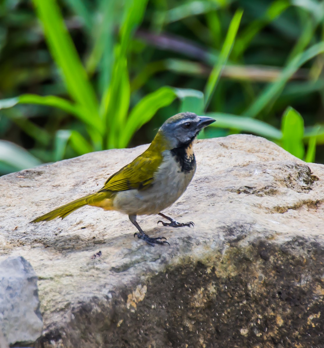 brunstrupesaltator - ML635689600