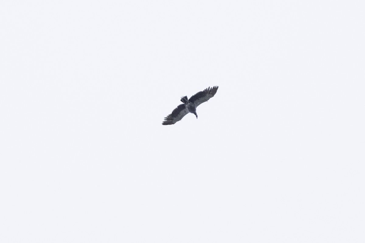 Southern Screamer - ML635689713