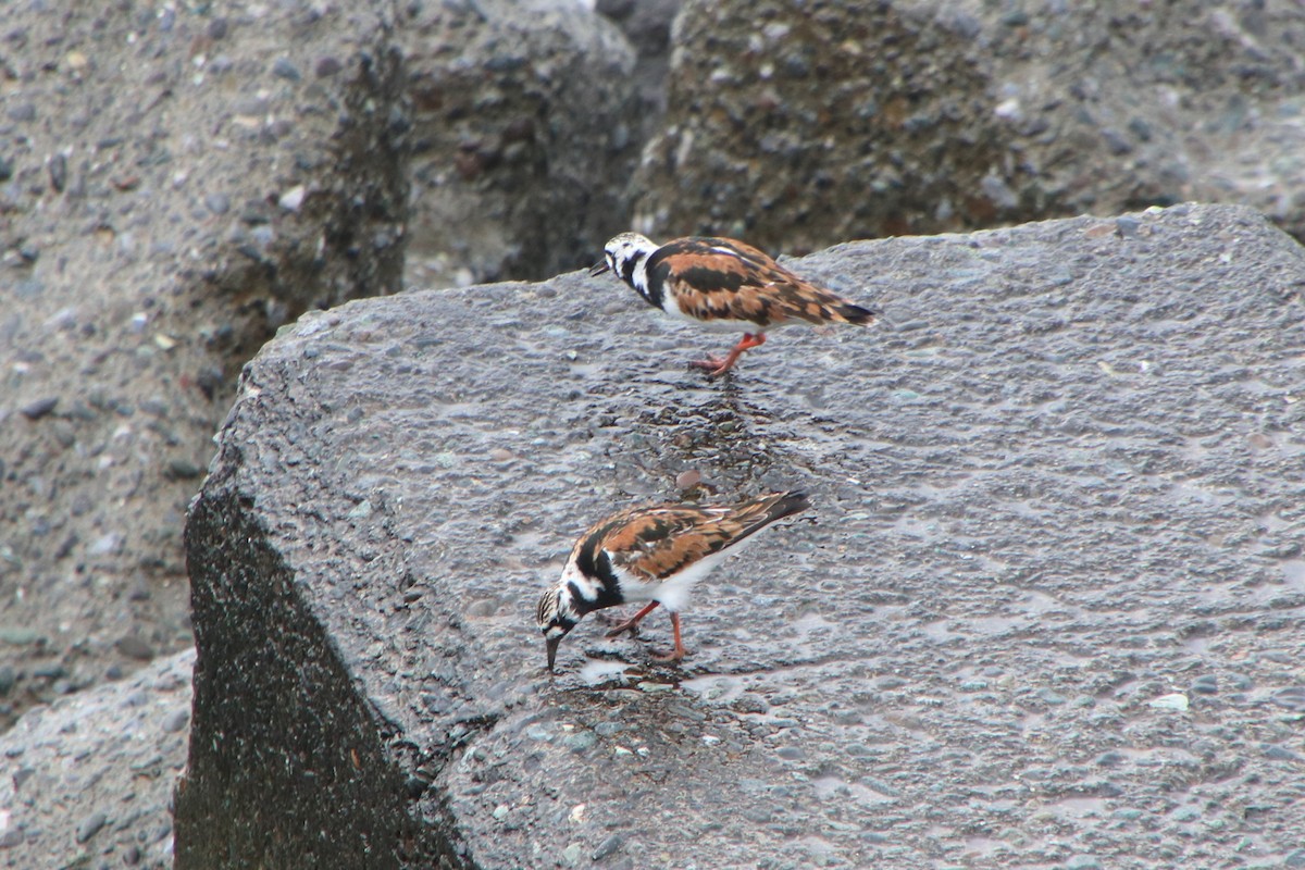 翻石鷸 - ML635689826
