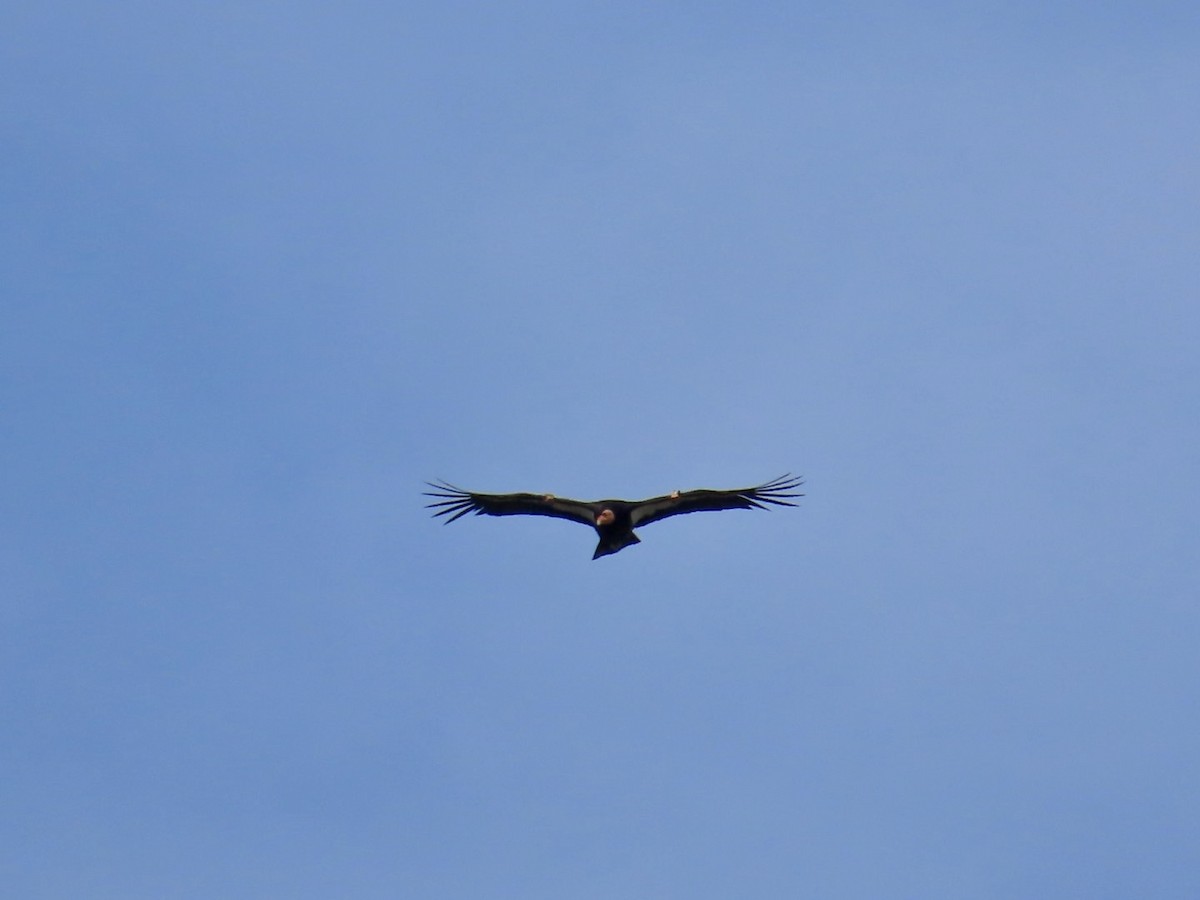 Condor de Californie - ML635689827
