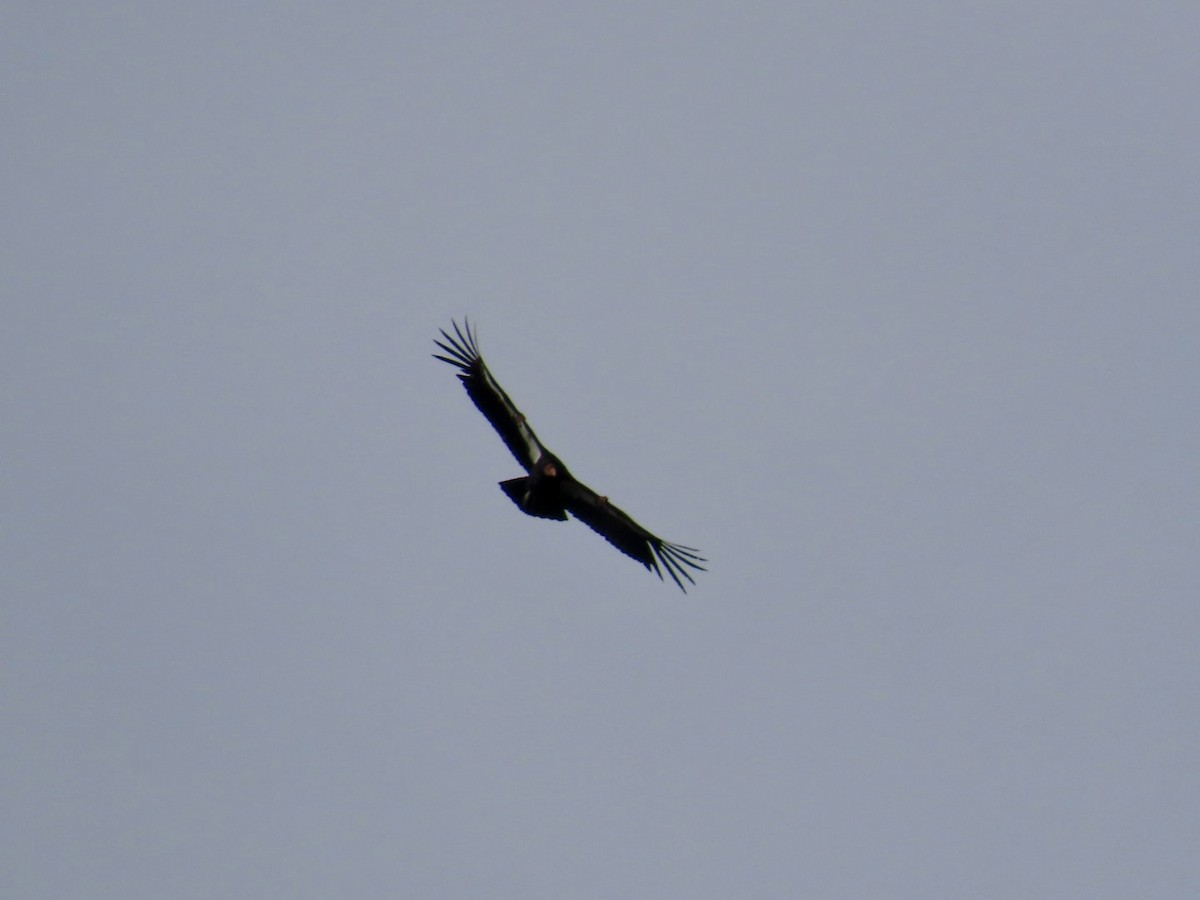 Condor de Californie - ML635689828