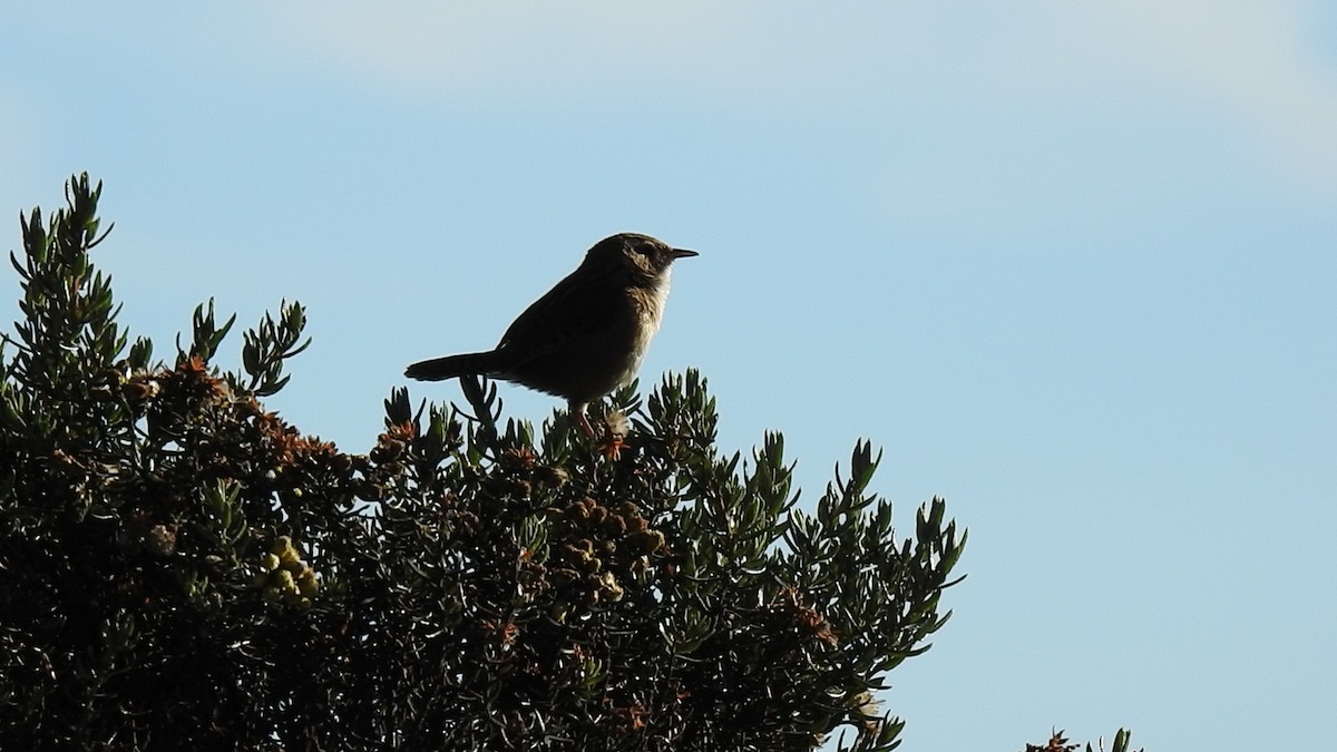 Grass Wren (Paramo) - ML635689969