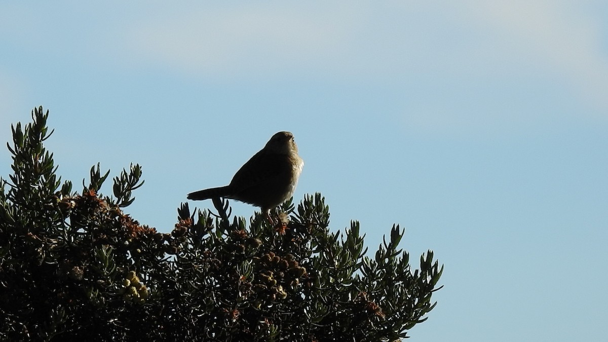 Grass Wren (Paramo) - ML635689970