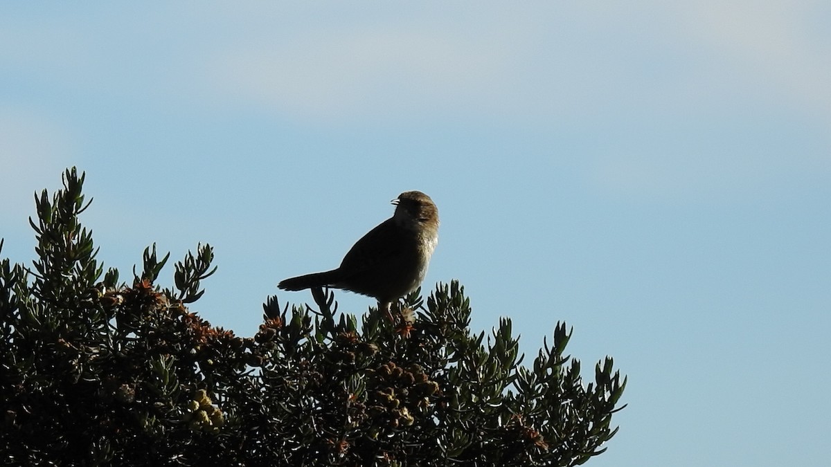 Grass Wren (Paramo) - ML635689971