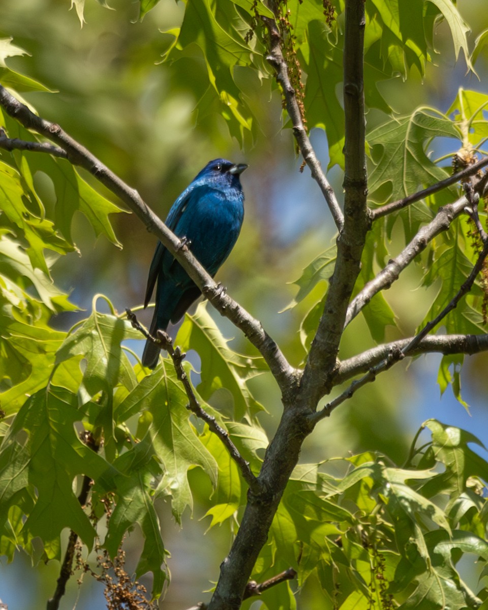 Passerin indigo - ML635690007