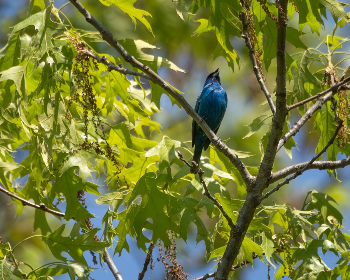 Passerin indigo - ML635690012