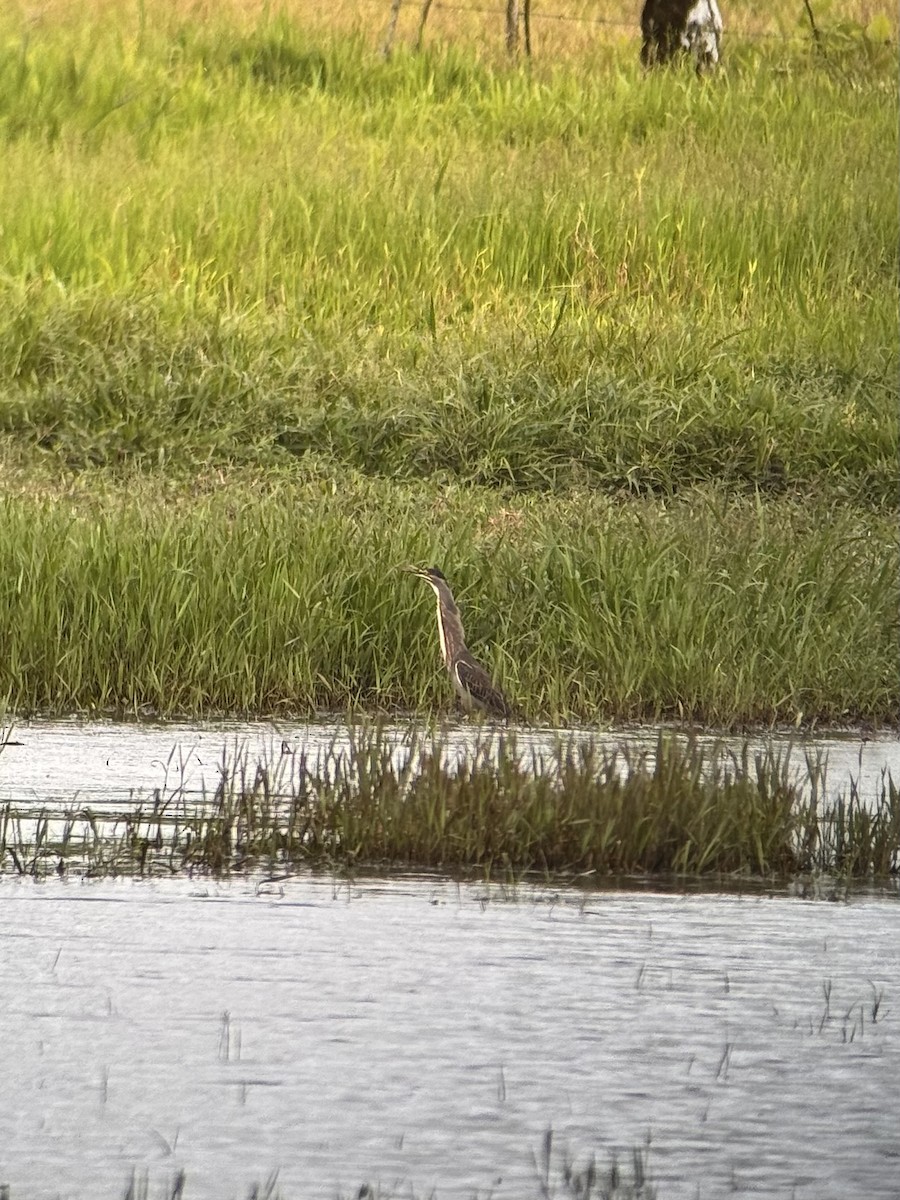 Striated Heron - ML635690069