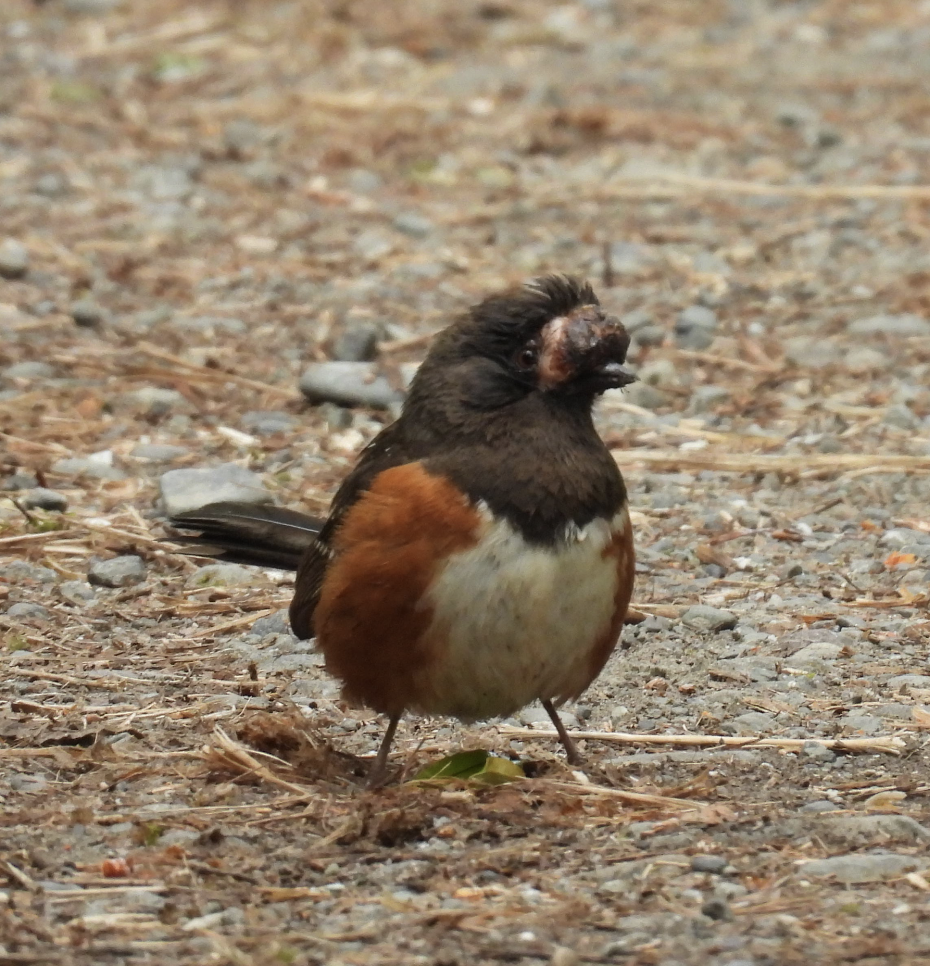 ホシワキアカトウヒチョウ - ML635690082