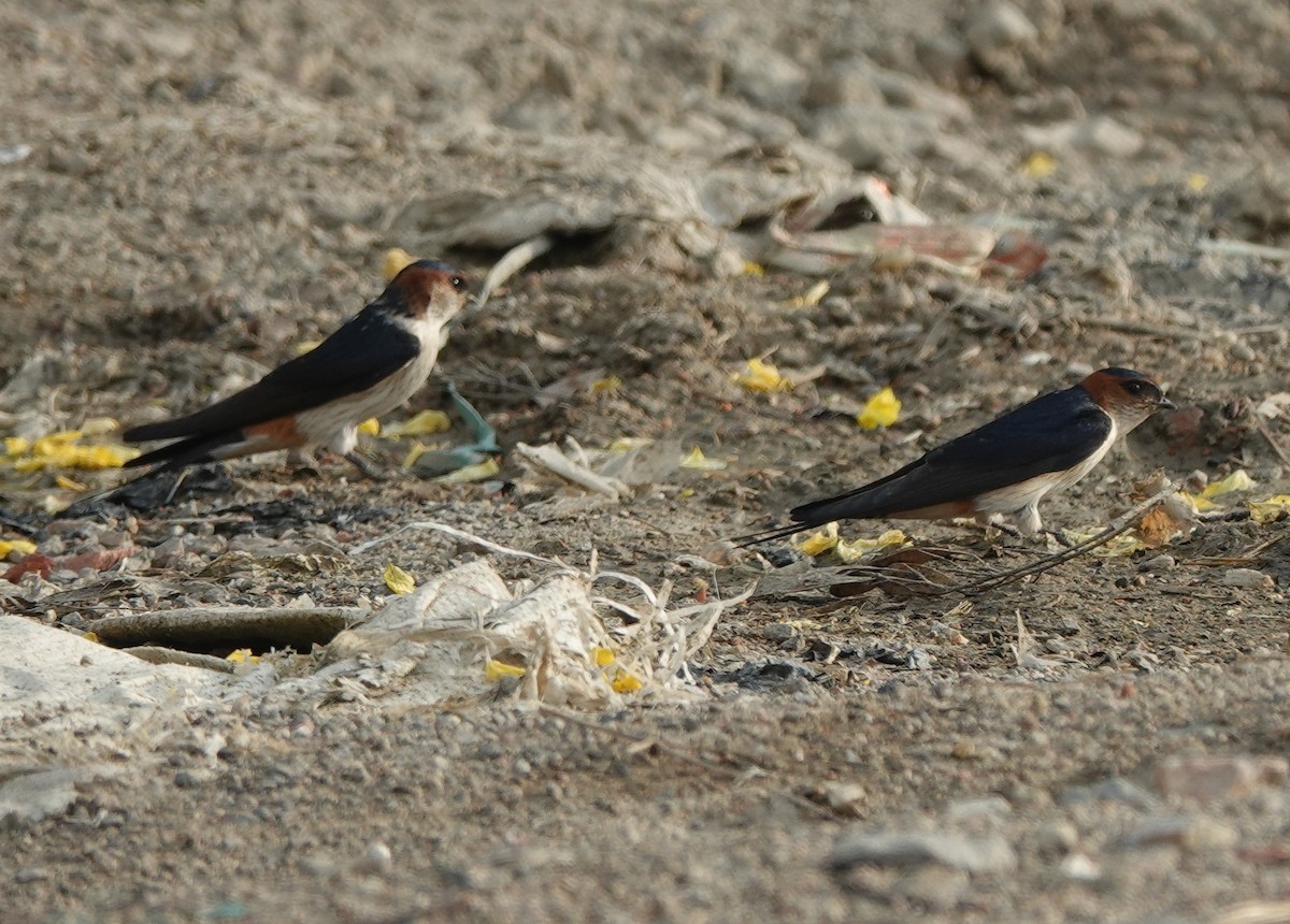 Eastern Red-rumped Swallow - ML635690137