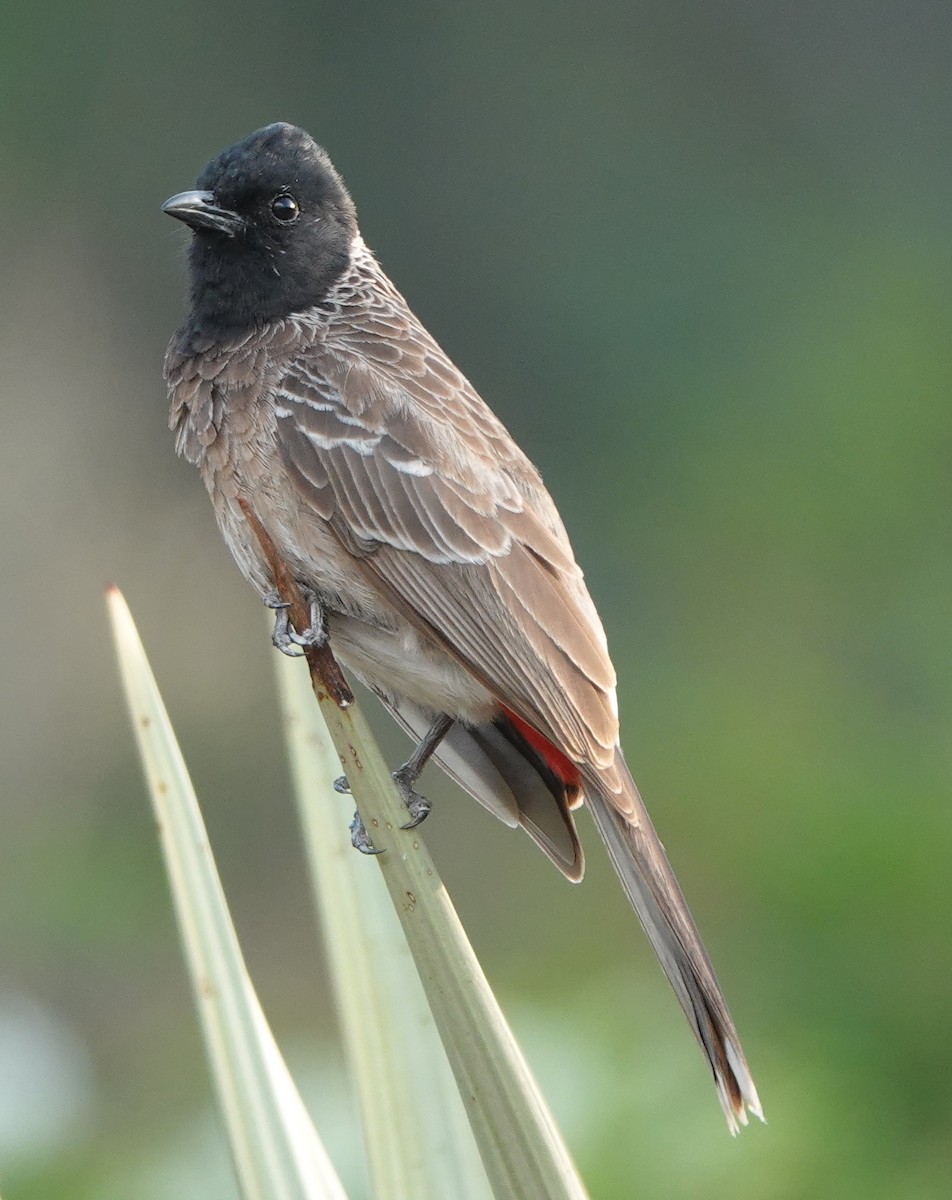 Red-vented Bulbul - ML635690150