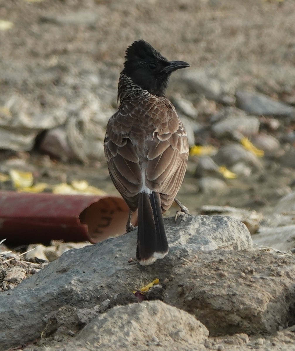 Red-vented Bulbul - ML635690151