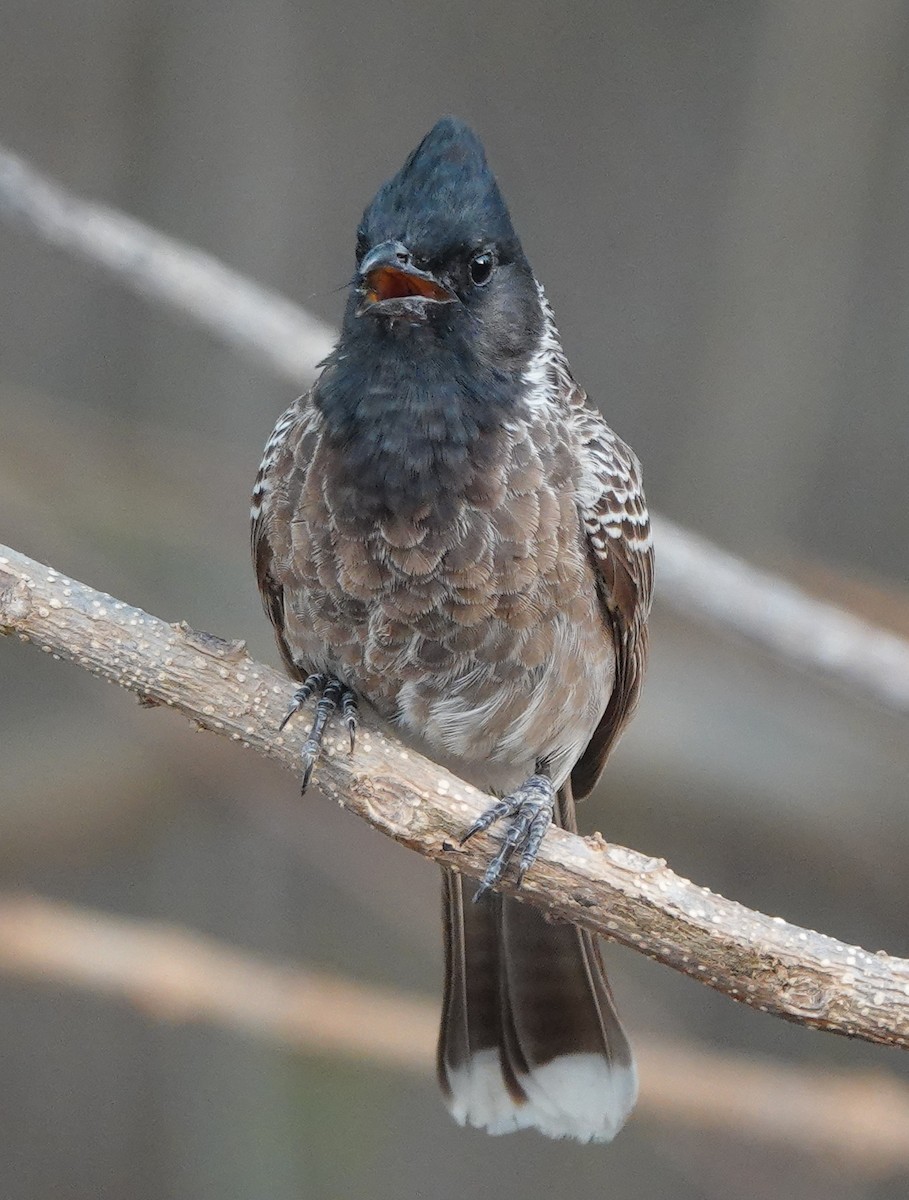 Red-vented Bulbul - ML635690152