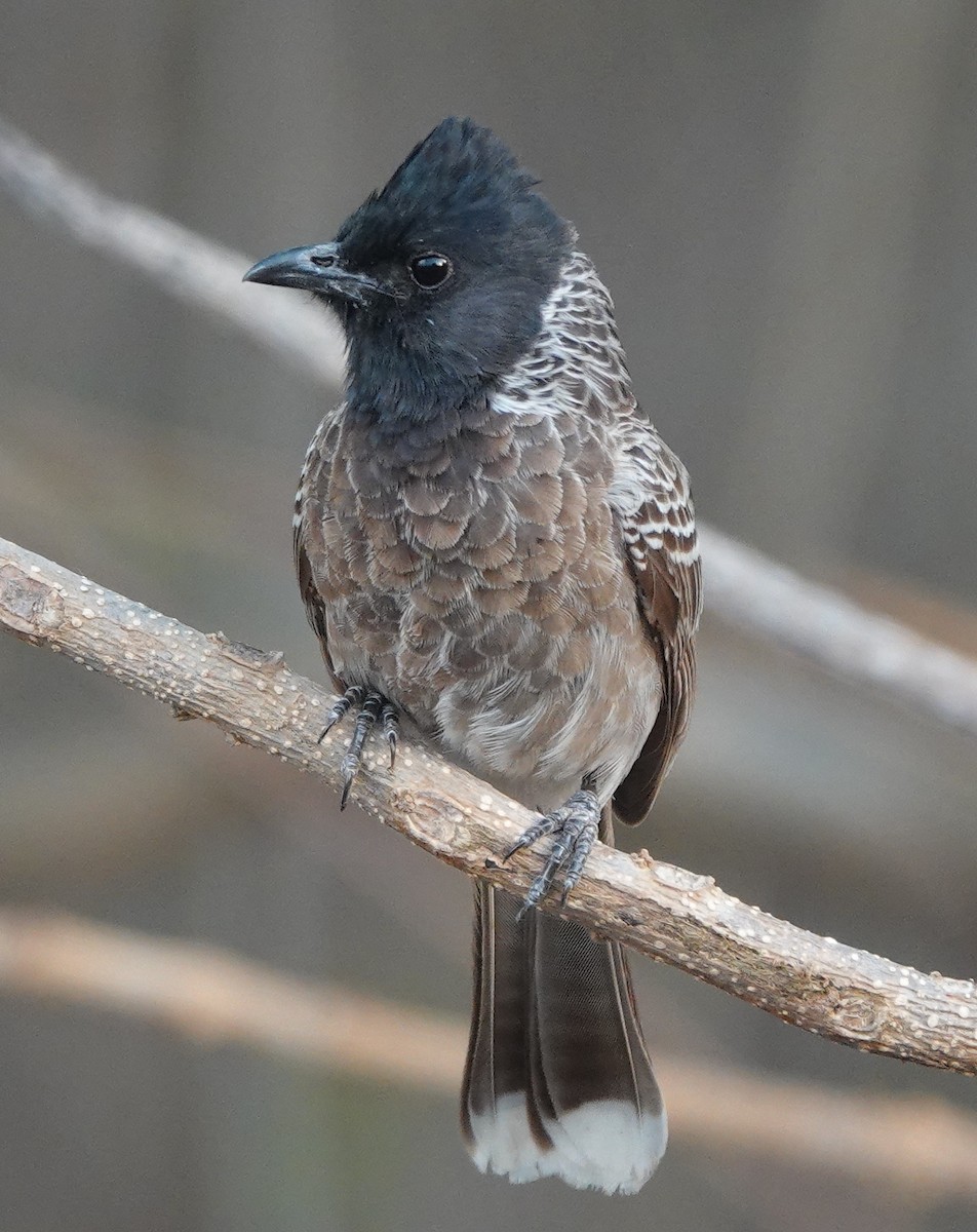 Red-vented Bulbul - ML635690153