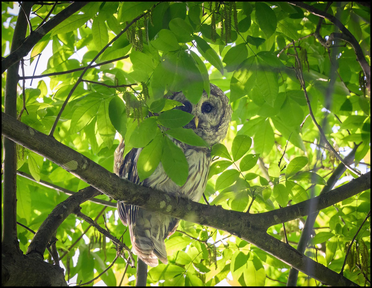 Barred Owl - ML635690225