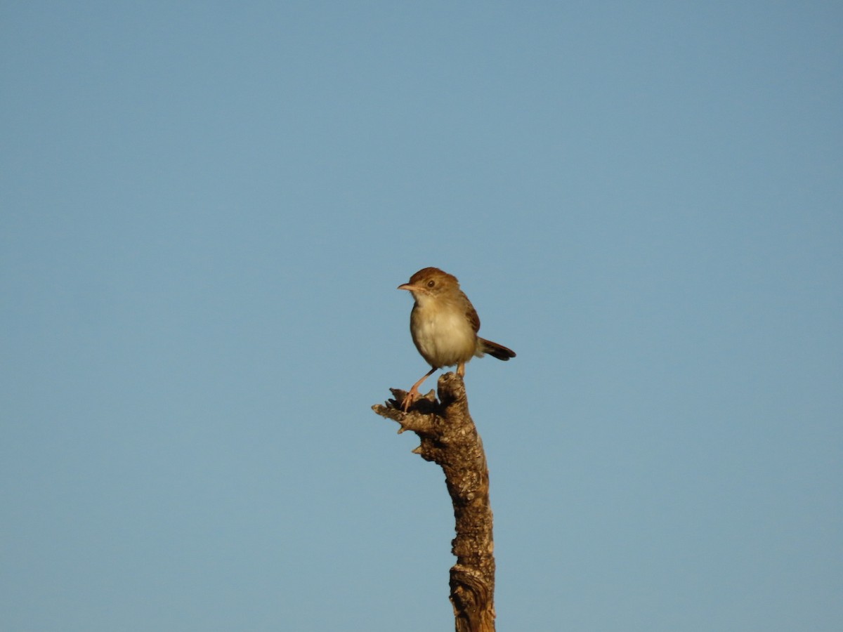 Rattling Cisticola - ML635690250