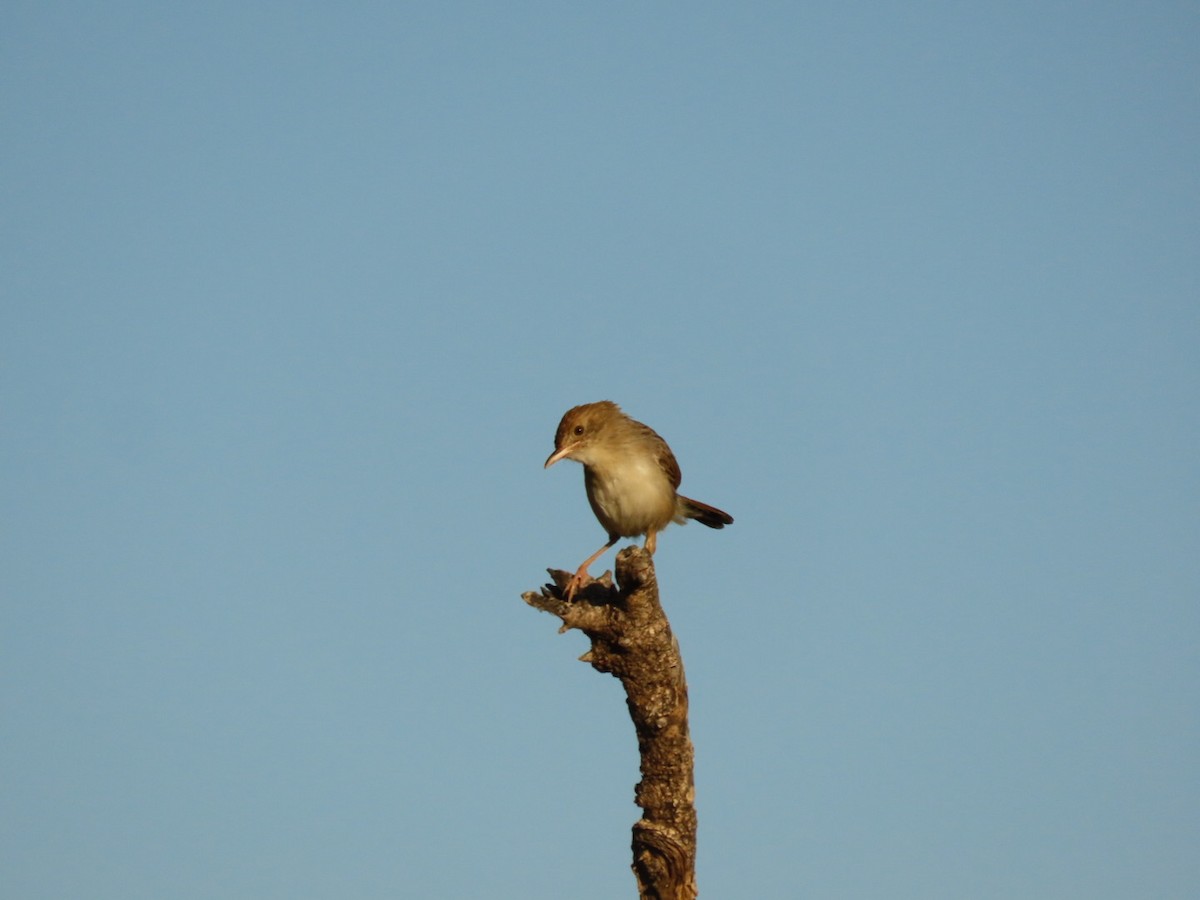 Rattling Cisticola - ML635690251