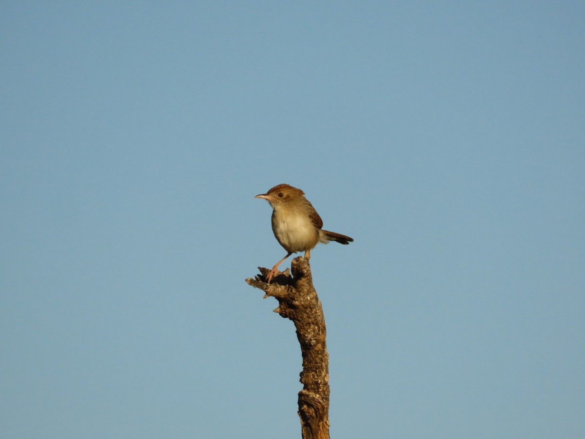Rattling Cisticola - ML635690253