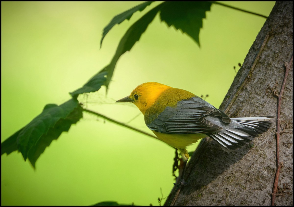 Prothonotary Warbler - ML635690263