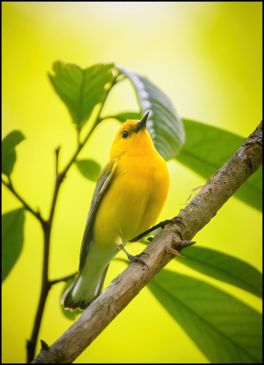 Prothonotary Warbler - ML635690264