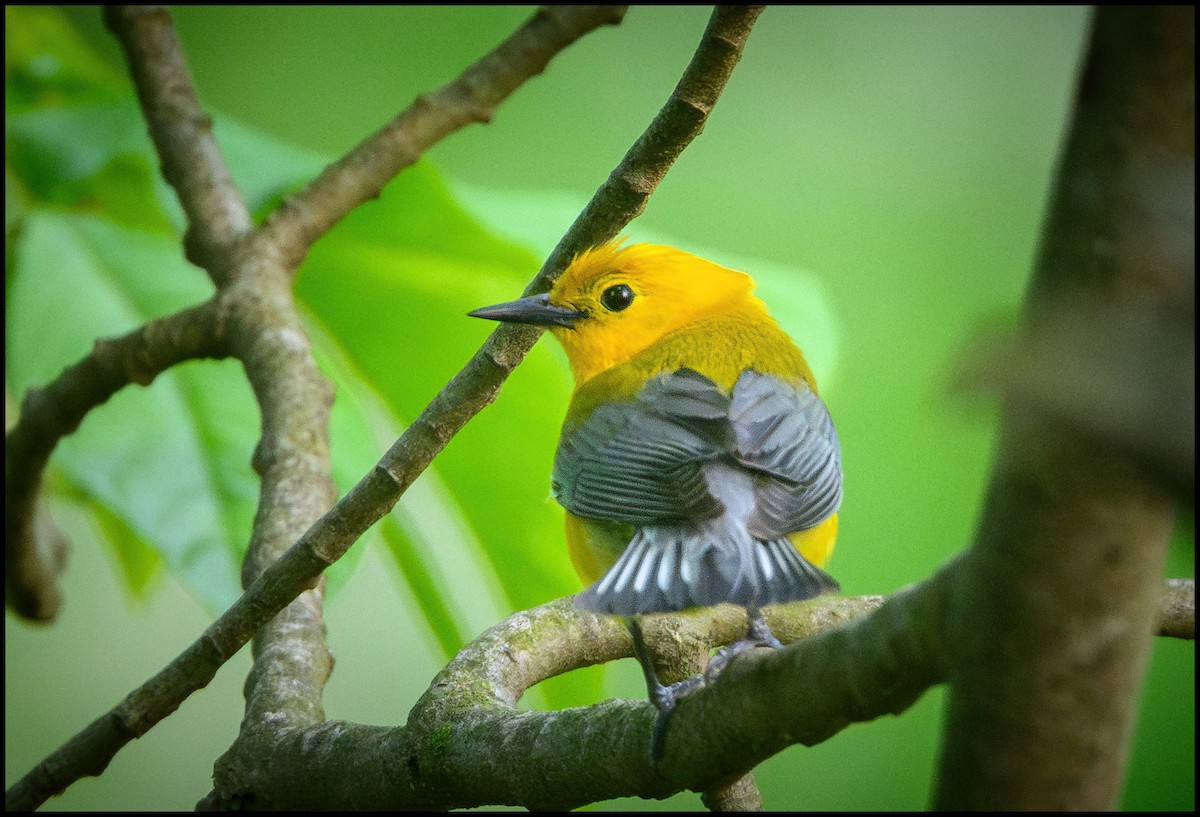 Prothonotary Warbler - ML635690265