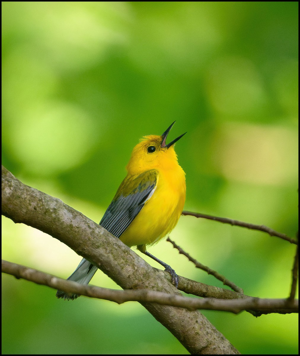 Prothonotary Warbler - ML635690266