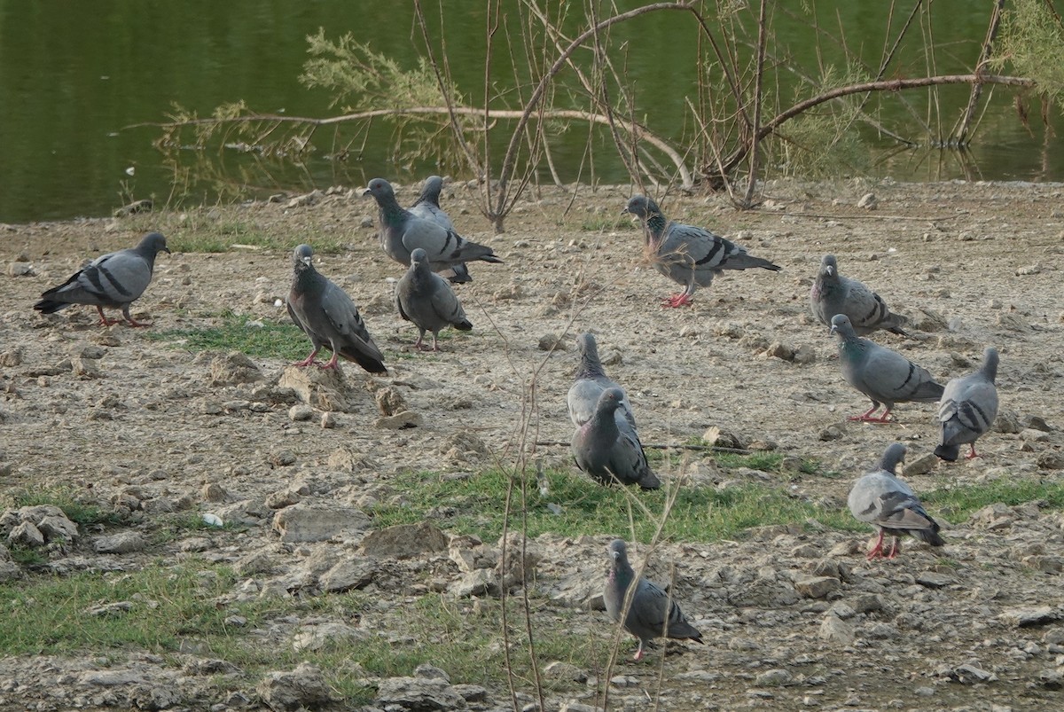Rock Pigeon (Feral Pigeon) - ML635690291