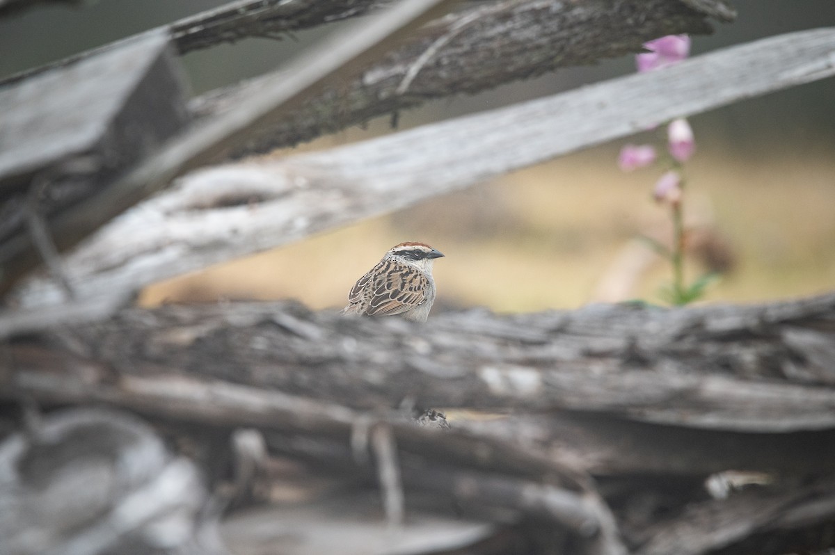 Striped Sparrow - ML635690313