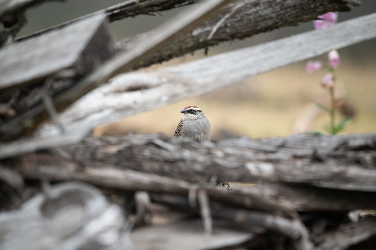 Striped Sparrow - ML635690389