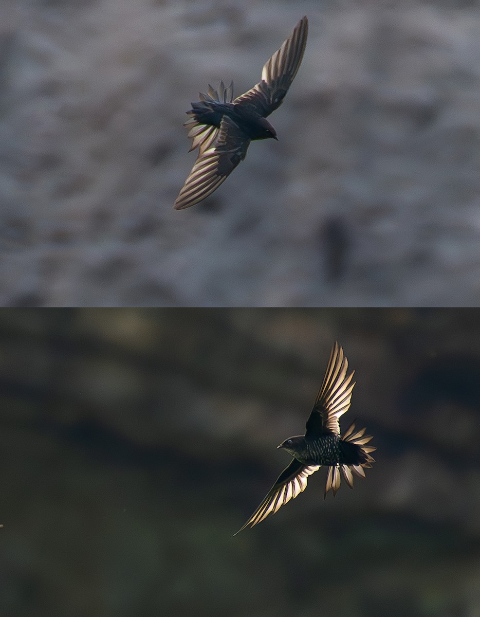 Dark-rumped Swift - ML635690446