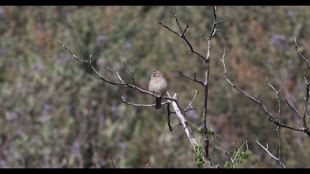Rufous-crowned Sparrow - ML635690456