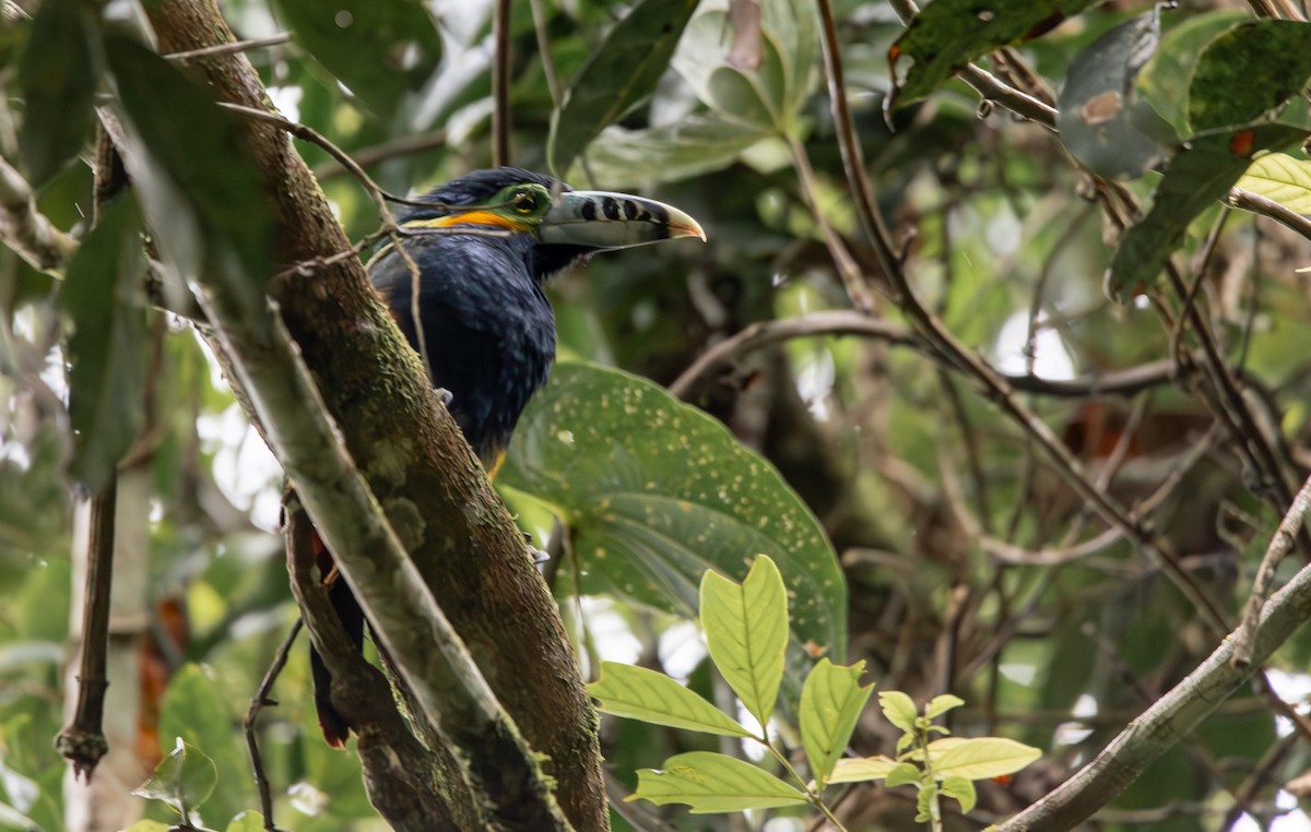 Spot-billed Toucanet - ML635690482