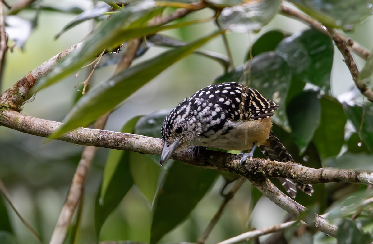 Spot-backed Antshrike - ML635690490