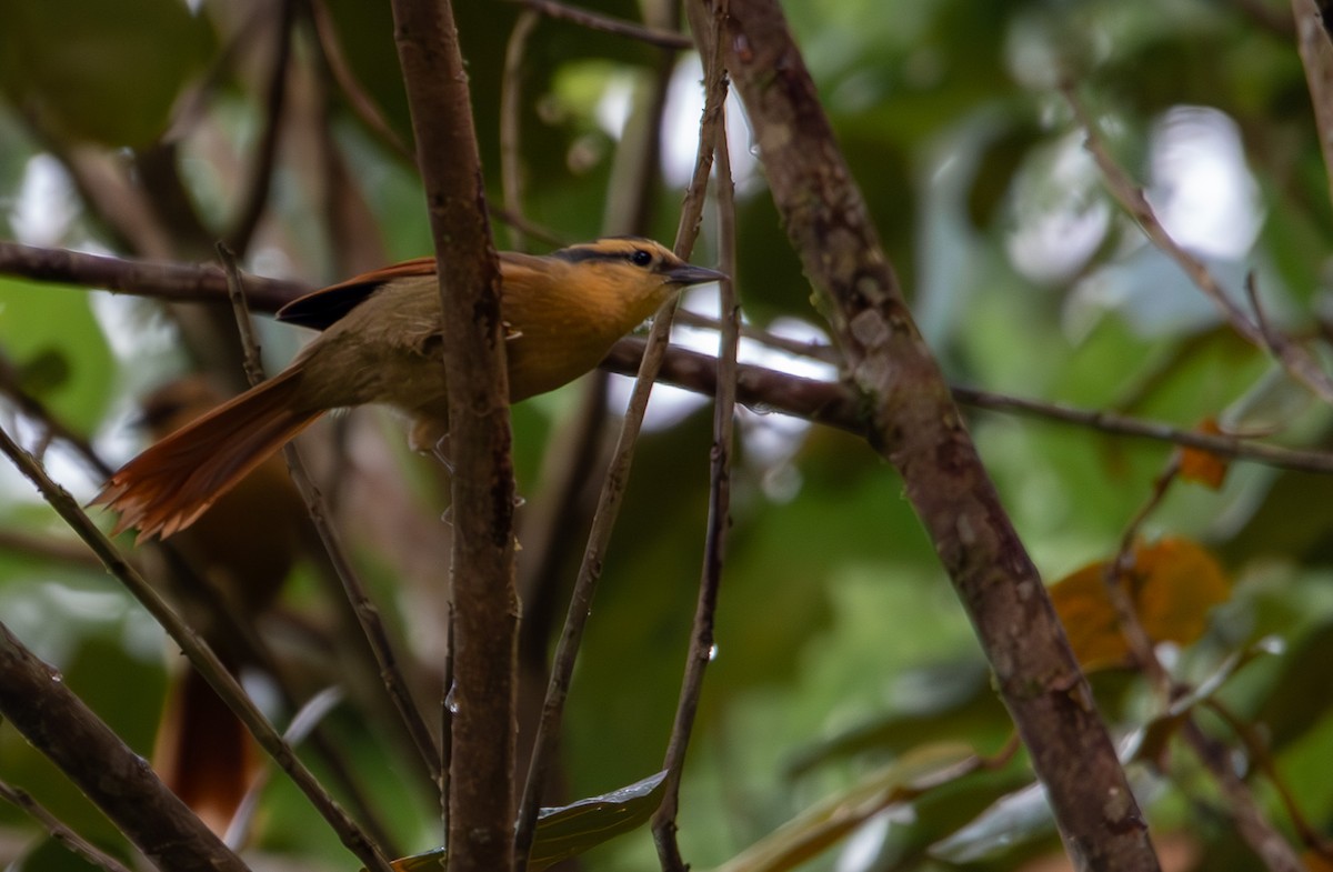 Buff-fronted Foliage-gleaner - ML635690501