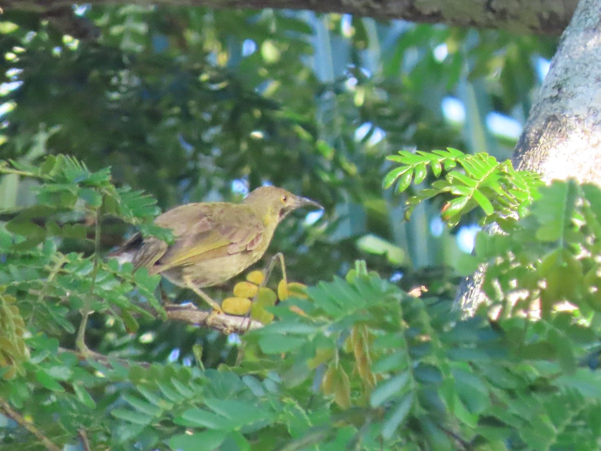 Western Wattled-Honeyeater - ML635690517