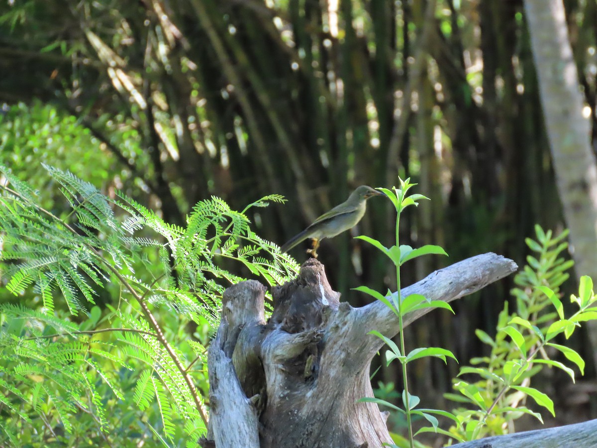 Western Wattled-Honeyeater - ML635690527