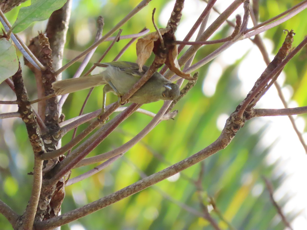 Western Wattled-Honeyeater - ML635690533