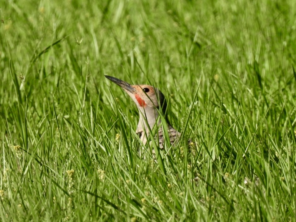 Northern Flicker - ML635690547