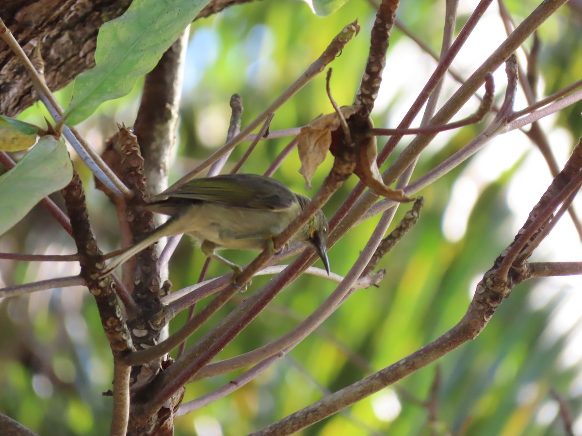 Western Wattled-Honeyeater - ML635690561