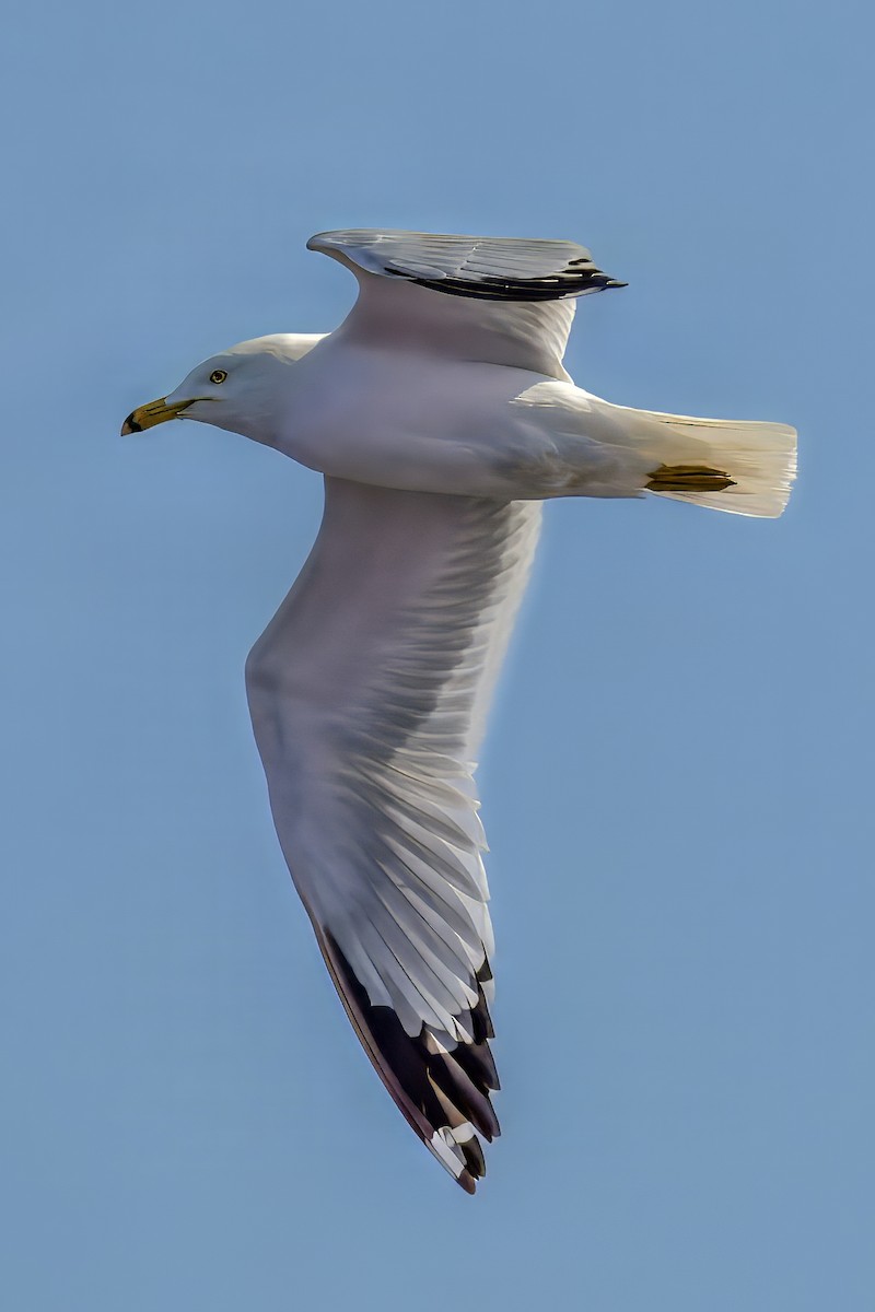 Ring-billed Gull - ML635690587
