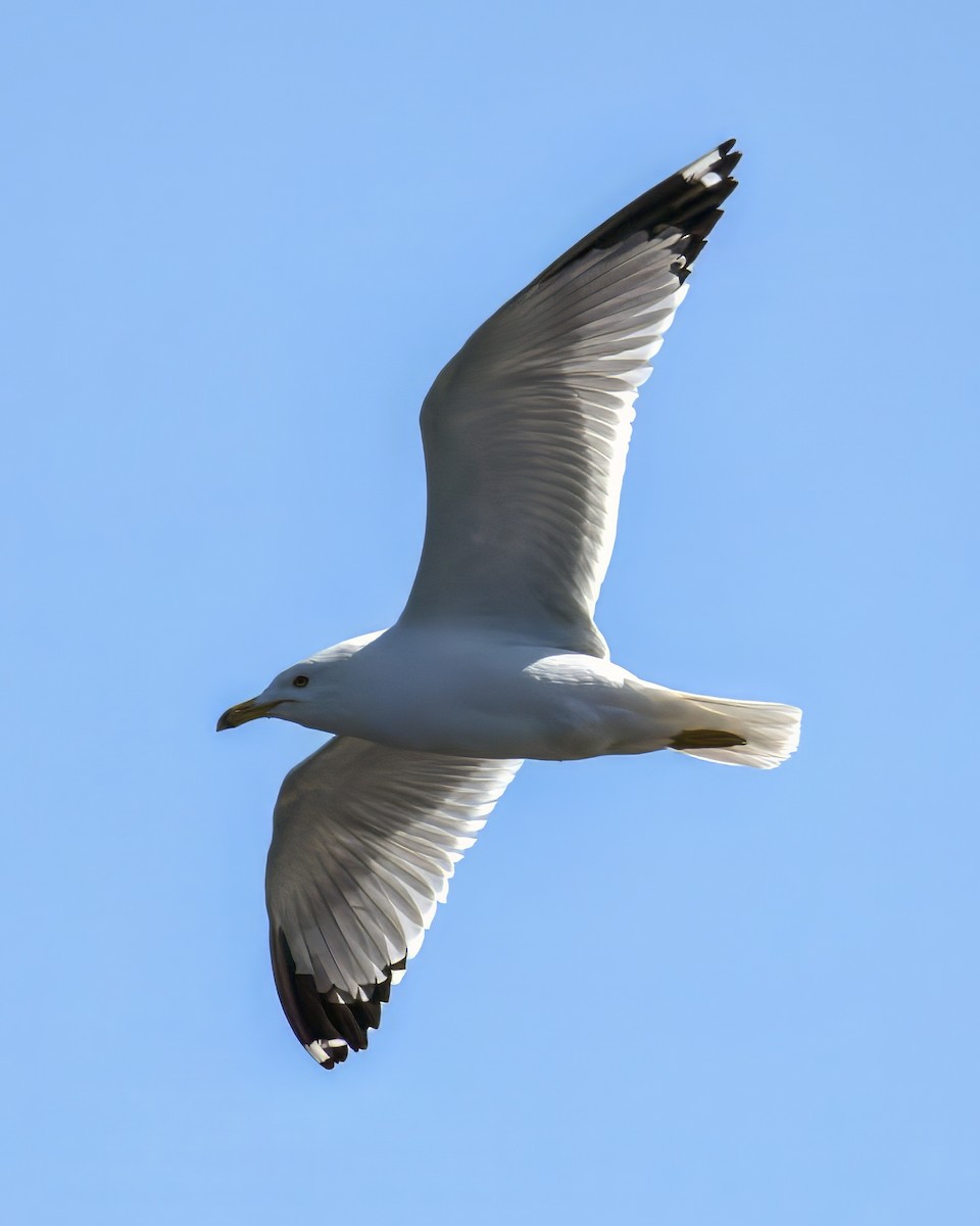 Ring-billed Gull - ML635690588