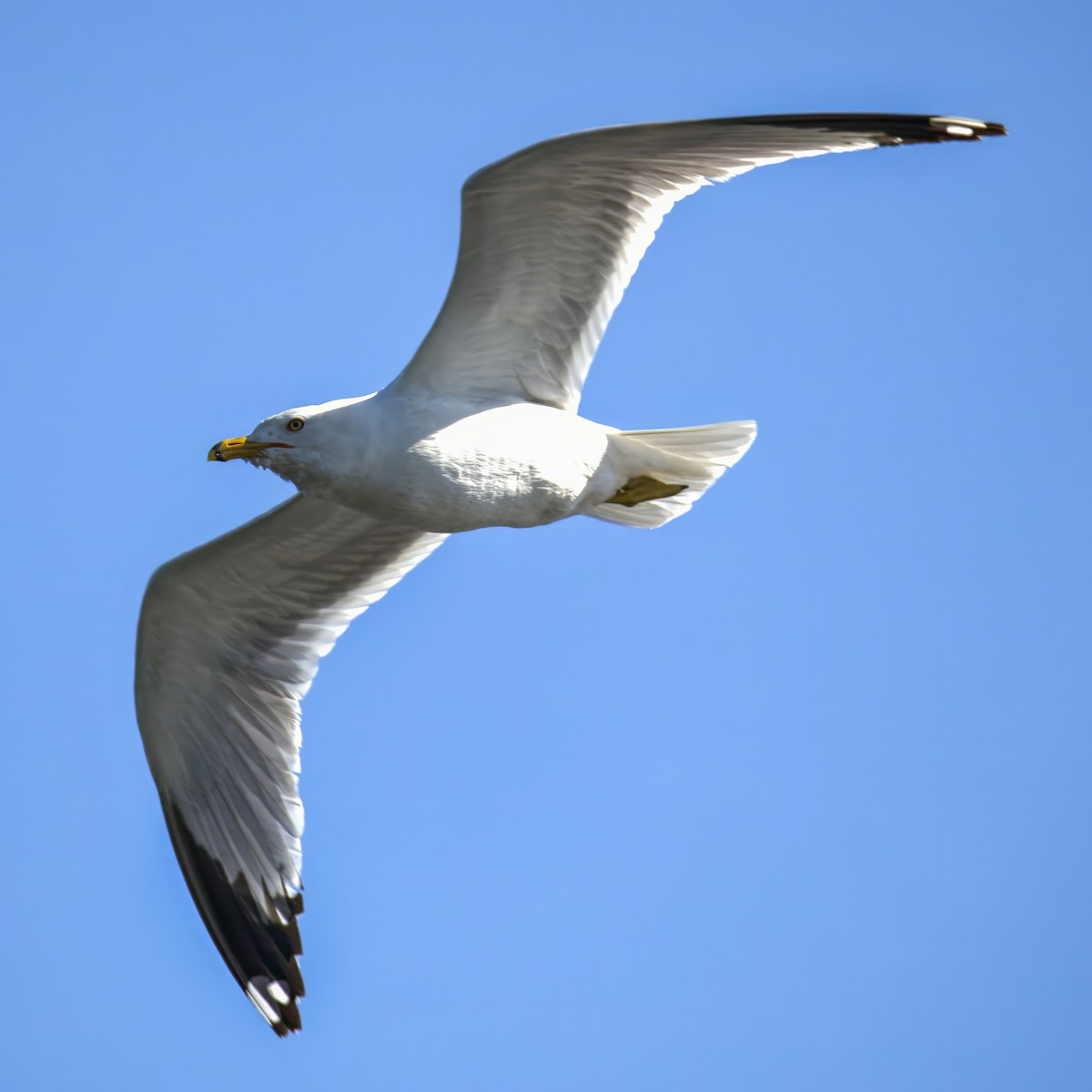 Ring-billed Gull - ML635690589