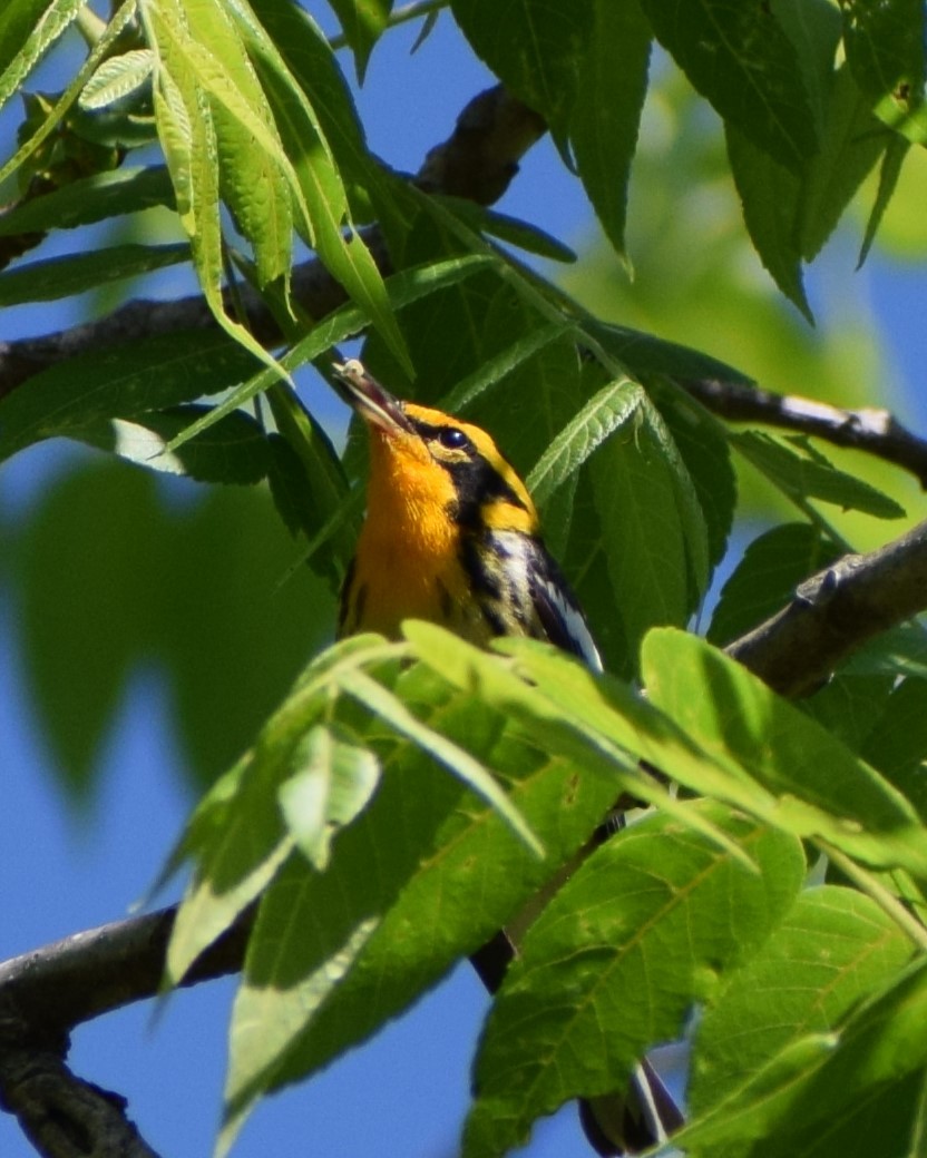 Blackburnian Warbler - ML635690592