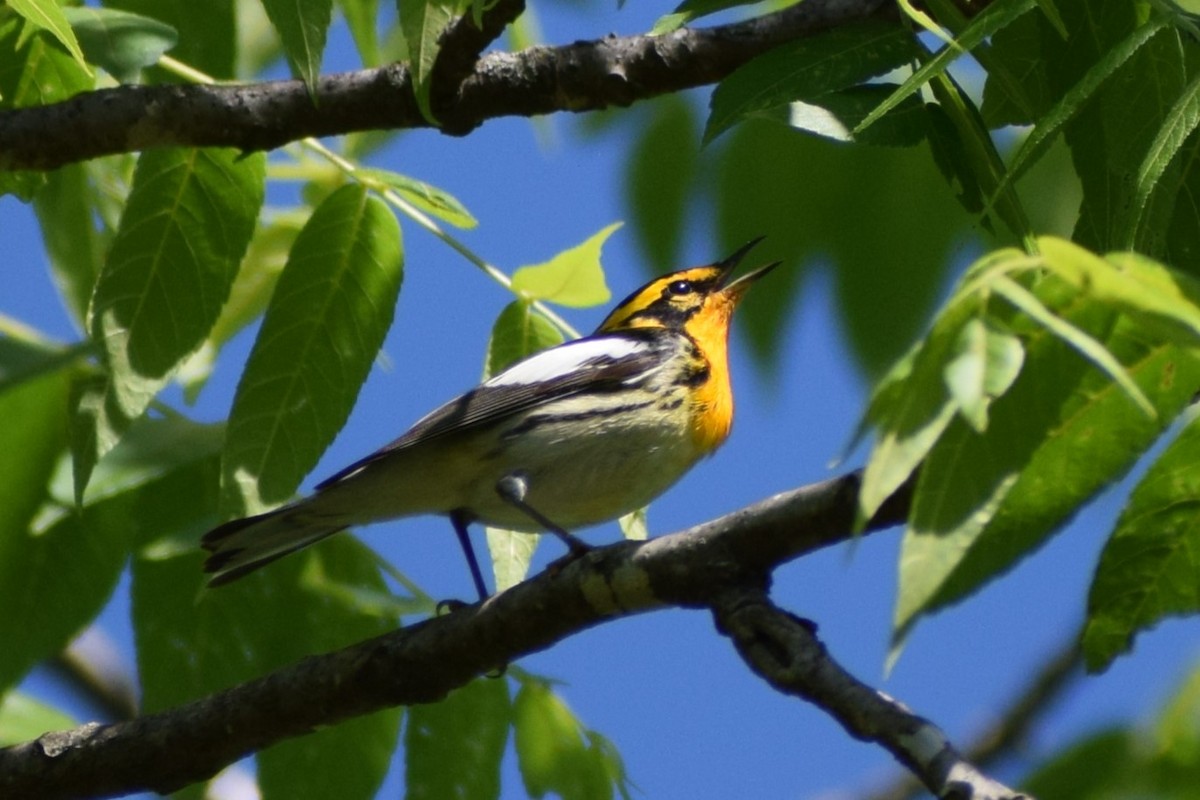 Blackburnian Warbler - ML635690593
