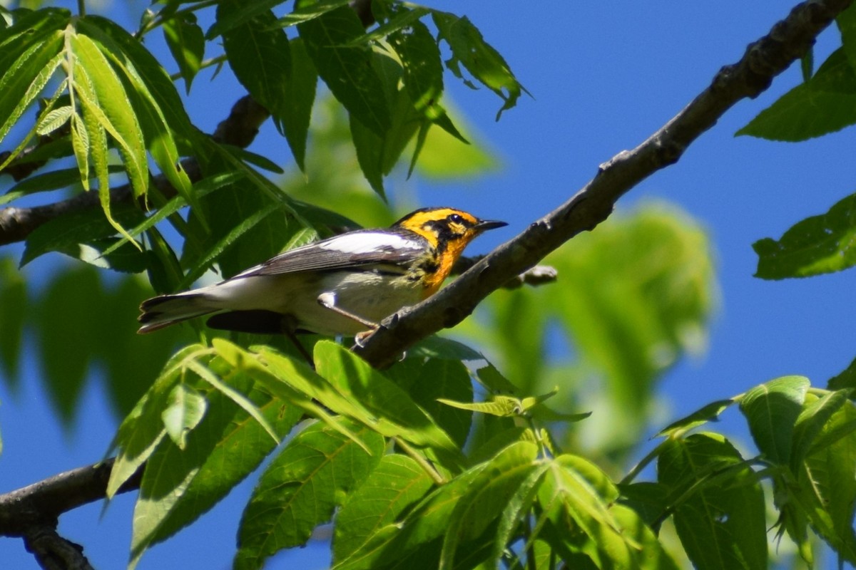 Blackburnian Warbler - ML635690594